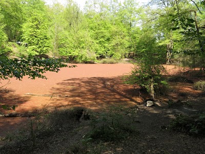 Photos of Forest Sinava