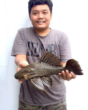 Galery Ikan Hias Rztmonster, Author: Rhendy Delonge