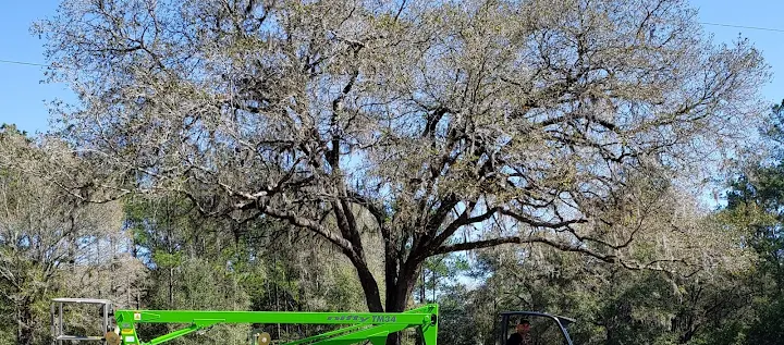 PLC Tree Service