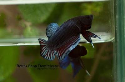 Photos of Bettas Shop Dominicana