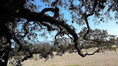 Survivor Oak