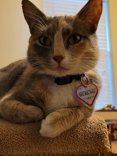 Humane Society of Western Montana - Thumbnail