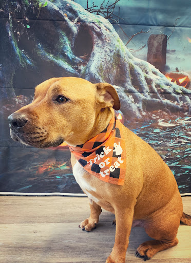 Country Barn Dog Grooming - Thumbnail