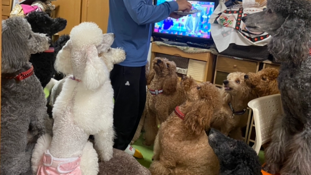 スタンダードプードル専門 フランソワ王国 山本町北のdog Breeder