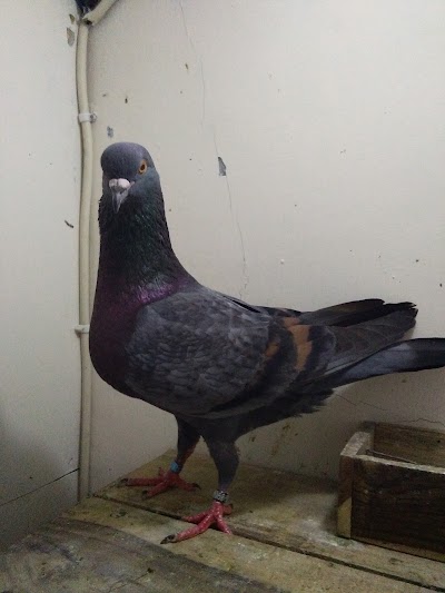 Photos of Gudang Pusaka Team Bird Farm