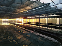 Spiruline d'Armor à Hénon