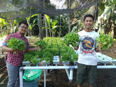 Photos of Toya Farm Hidroponik