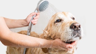 The Room & Groom, Pet Spa & Services