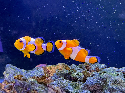 JCAquaria - Visual