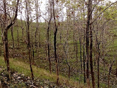 Photos of Bukit Pentulu