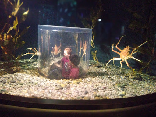 ACUARIUM-MTY - Thumbnail