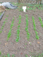Jardin Partagé MJC du Pays d'Astrée à Boën-sur-Lignon