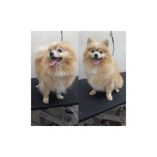 Zurikata Beauty Pets - Thumbnail