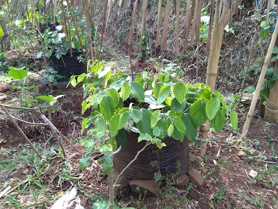Photos of Tundan Kebun Bibit