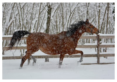 Photos of საცხენოსნო კლუბი "ხარება" / Horse Club "Khareba"