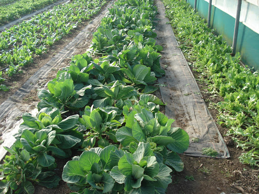 Glebelands Market Garden Ltd - Thumbnail