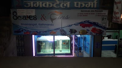 Photos of Scales And Fins.