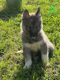 Photo n°31 de Élevage canin des gardiens du palais à Montégut-Bourjac (Éleveur de chiens)