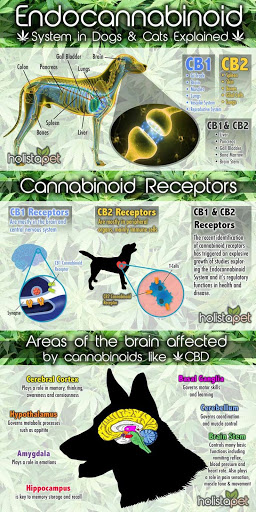 Hemp Health - Thumbnail