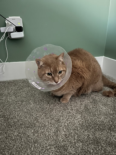 Columbia Summit Veterinary - Thumbnail
