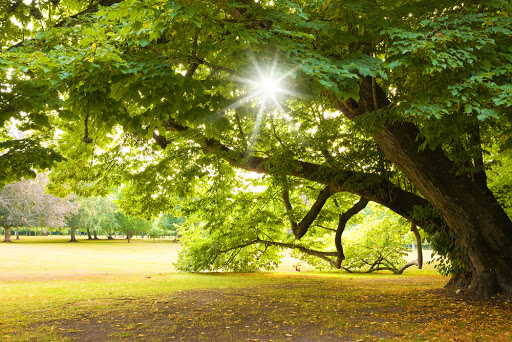 Panhandle Tree Services - Visual