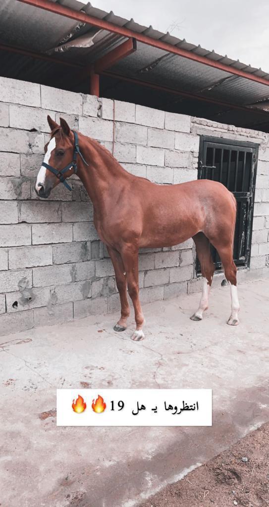 مربط أصايل الفوهة للخيل العربية الأصيلة - صورة 2