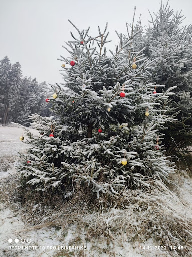 Weihnachtsbaumallee