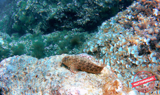 UP Salento Diving - Thumbnail