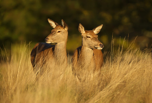 Wildkammer Siebengebirge - Thumbnail