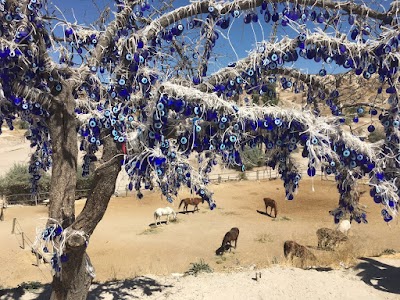 Photos of Dalton Kardeşler At &Ccedil;iftliği