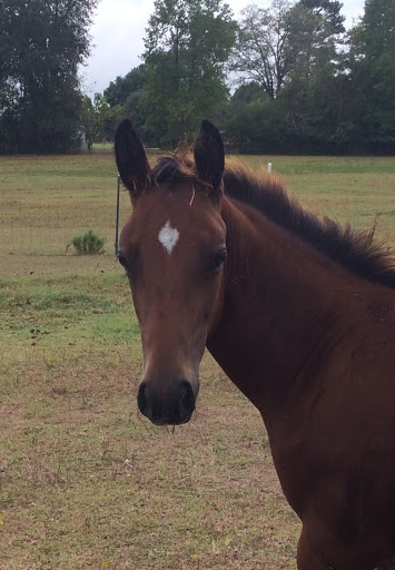 Missing Spoke Ranch - Visual