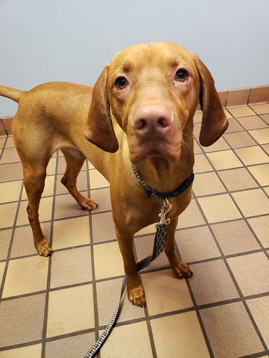 Great Lakes Hospital for Animals - Thumbnail