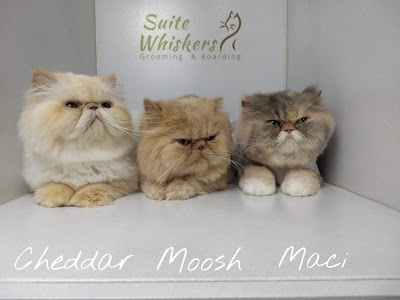 Suite Whiskers