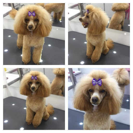 Pawsome Dogs - Dog Grooming Woodley - Thumbnail