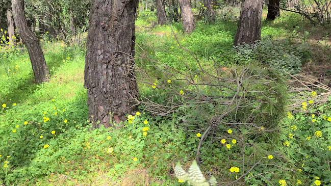 Comentarii opinii despre Ξύλινα Καισαριανής