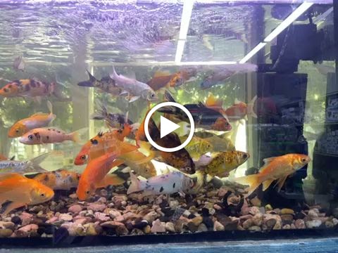 Aqurium fish shop scallop 48 - صورة 3