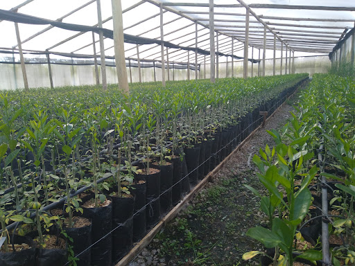 Viveros Cítricos "Graizaro Hnos." - Foto 1