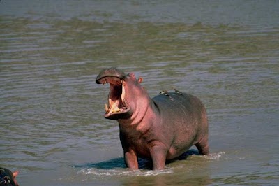 Photos of Garamba National Park