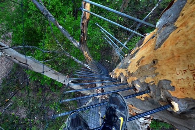 Gloucester Tree