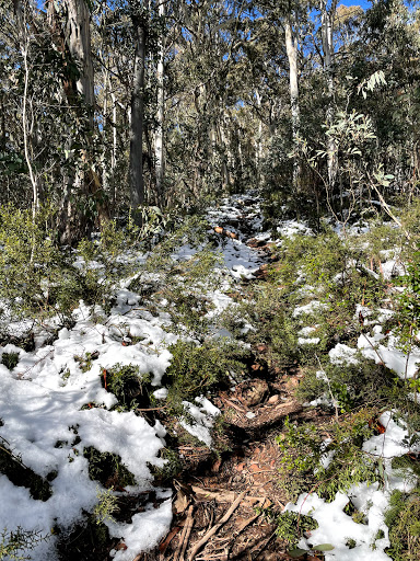 Bluff Walking Track - Thumbnail