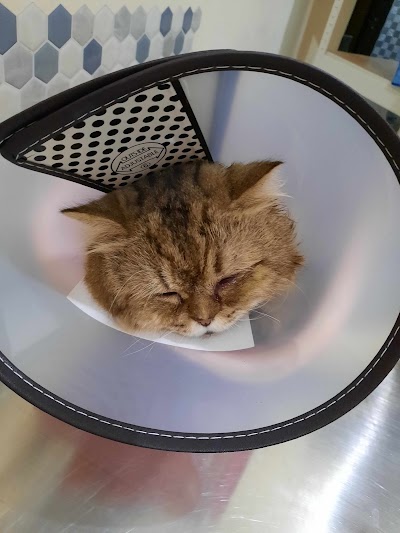 veterinary-care