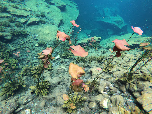 Cenote Escondido (Mayan Blue) - Thumbnail
