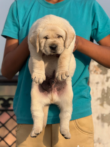 Superb quality Labrador male puppy available in Lucknow for more details please call or whatsapp… post image
