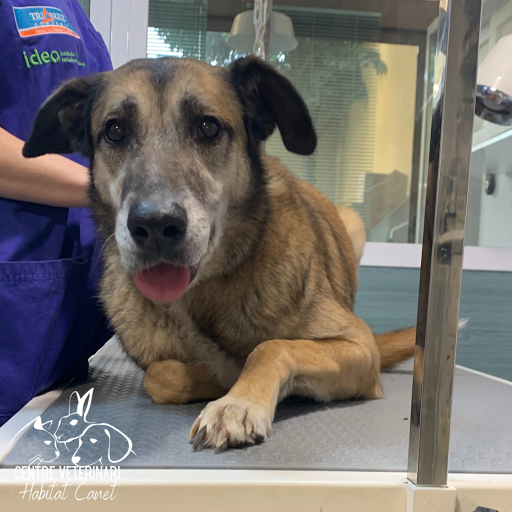 Centre Veterinari Habitat Canet