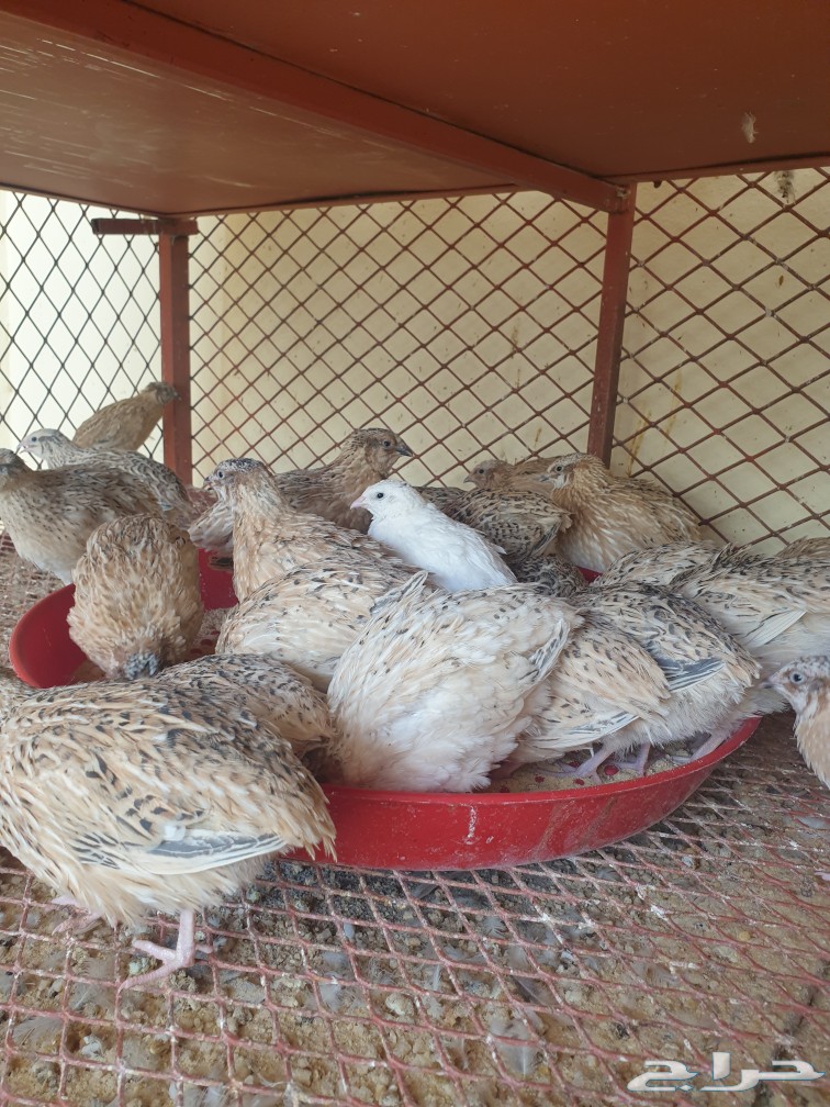 مزرعة الريف للحمام اللاحم والدواجن - صورة 2