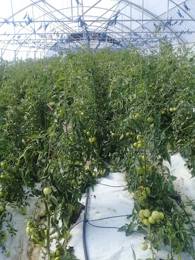 Photos of Mantombazanafarms