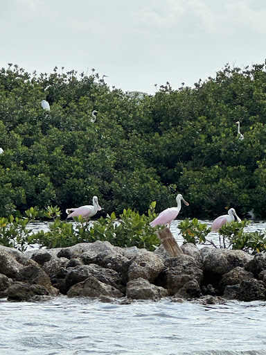 Coastal Conch Charters - Thumbnail
