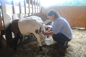 Photo n°52 de Ecoferme La Fermanerie à Giat (Restaurant)