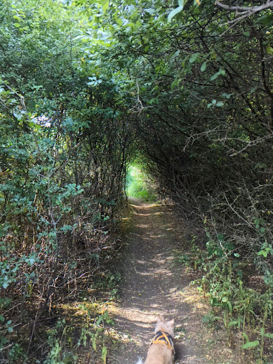 Dells Wood - Visual