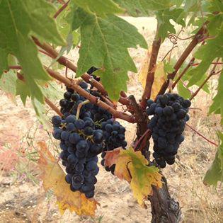 Valtoñar Bodega Ribera del Duero Gallery - Spain